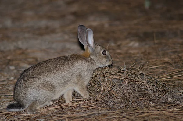 イナグアの統合的自然保護区におけるヨーロッパのウサギのOryctolagus cuniculus. — ストック写真