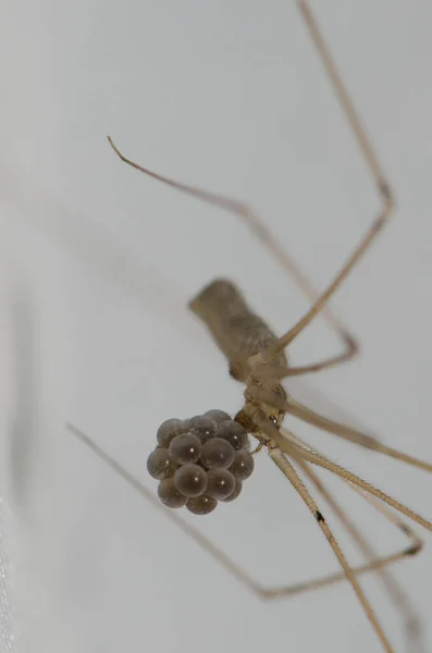 Papa lange benen spin Pholcus falangioides met haar ei leggen. — Stockfoto