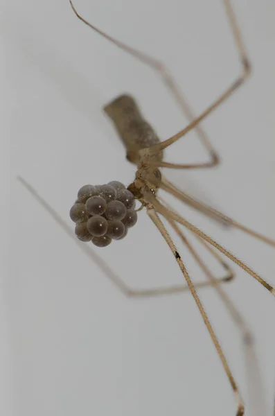 Papa lange benen spin Pholcus falangioides met haar ei leggen. — Stockfoto