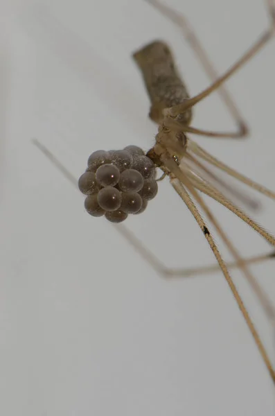 Papa lange benen spin Pholcus falangioides met haar ei leggen. — Stockfoto