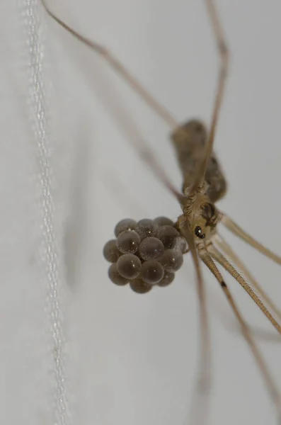 Papai de pernas longas aranha Pholcus phalangioides com o ovo deitado. — Fotografia de Stock