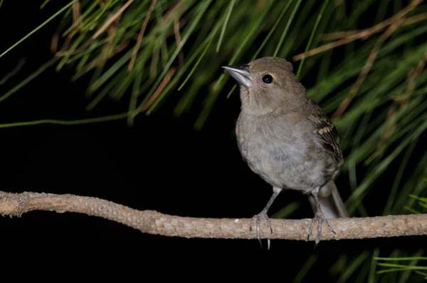 Young Gran Canaria blue chaffinch Fringilla polatkse. — ストック写真