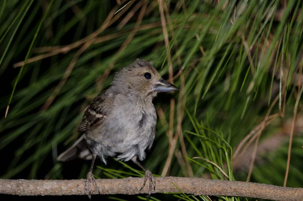 Pinzón azul hembra Gran Canaria Fringilla polatzeki. — Foto de Stock