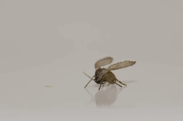 Bathroom moth midge Clogmia albipunctata in a house. — Stock Photo, Image