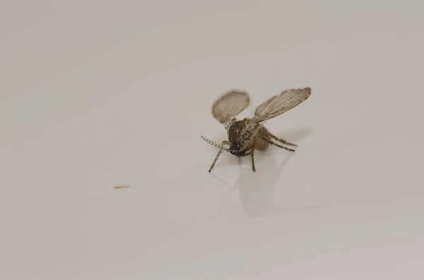 Banyo güvesi bir evdeki Clogmia albipunctata midge.