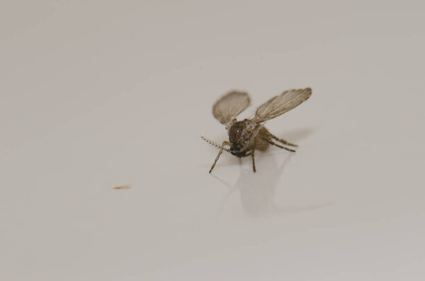 Туалетная моль Clogmia albipunctata в доме.