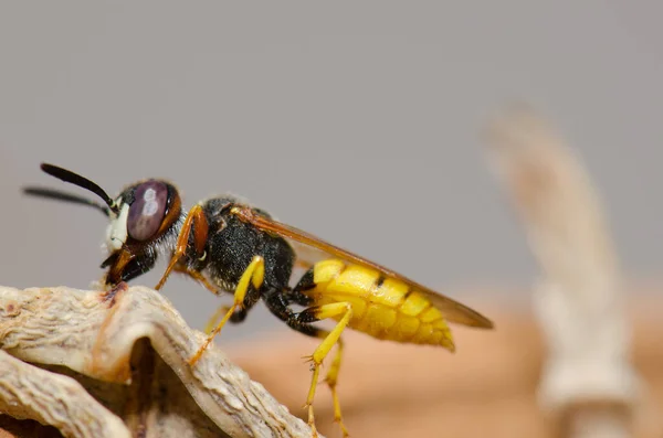 Europese bijenwolf Philanthus triangulum in Las Palmas de Gran Canaria. — Stockfoto