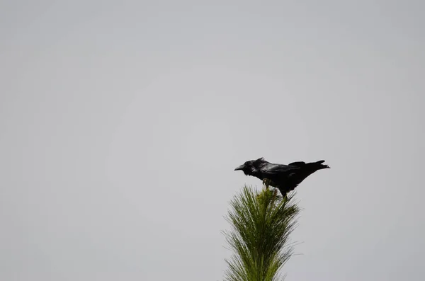 Cuervo canario Corvus corax canariensis sobre un árbol. —  Fotos de Stock