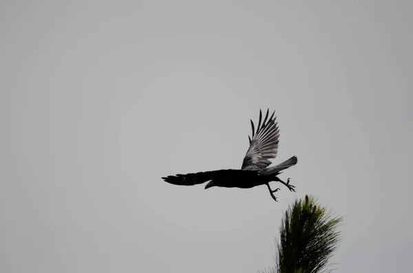 Cuervo canario Corvus corax canariensis tomando vuelo. —  Fotos de Stock