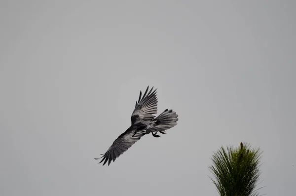 На Канарських островах летить крук Корвус Коракс Канарійський.. — стокове фото