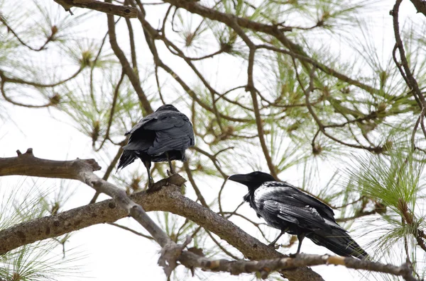 Cuervos de Canarias en un pino de las Islas Canarias. —  Fotos de Stock