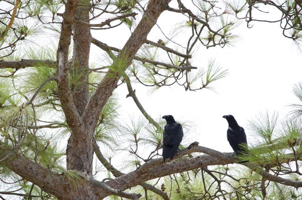 카나리아 제도의 소나무 위에 있는 철새 까마귀. — 스톡 사진