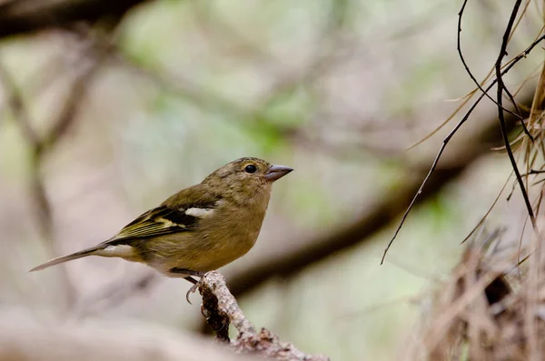 Bäckenfink Fringilla coelebs canariensis på en gren. — Stockfoto