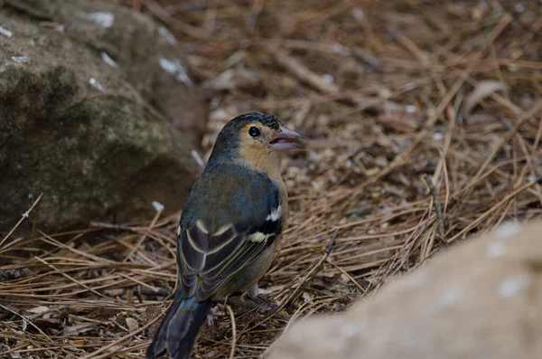Common chaffinch Fringilla coelebs canariensis on the ground. — Stock Photo, Image