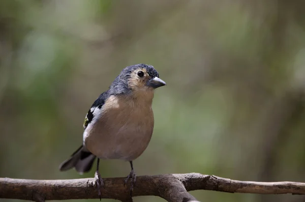 Pinzón común Fringilla coelebs canariensis en una rama. — Foto de Stock