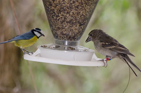 Gran Canaria blue chaffinch and African blue tit. — Stok fotoğraf