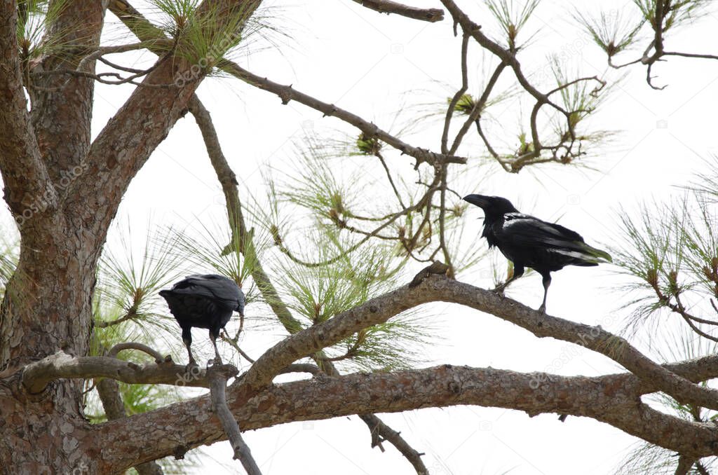Canary Islands ravens on a Canary Islands pine.