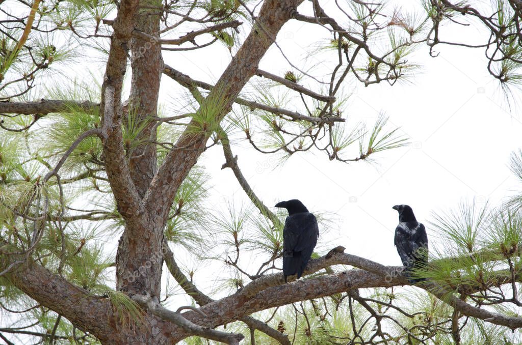 Canary Islands ravens on a Canary Islands pine.