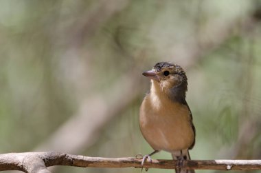 Fringilla bir dalda kanarya yakalar..