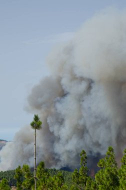Kanarya adası çamı ormanında orman yangını.