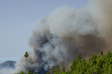 Kanarya adası çamı ormanında orman yangını.