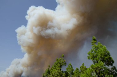 Kanarya adası çamı ormanında orman yangını.