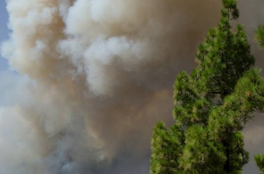 Forest fire in a forest of Canary Island pine. clipart