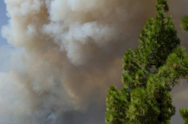Kanarya adası çamı ormanında orman yangını.