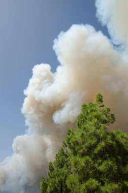 Kanarya adası çamı ormanında orman yangını.