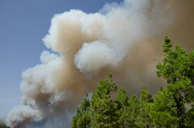 Kanarya adası çamı ormanında orman yangını.