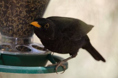 Madeiran blackbird eating on a bird feeder. clipart