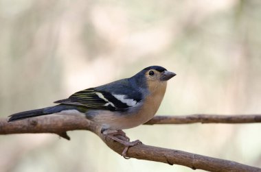 Fringilla bir dalda kanarya yakalar..