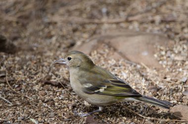 Fringilla coelebs canariensis in the ground.