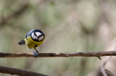 African blue tit calling on a branch.