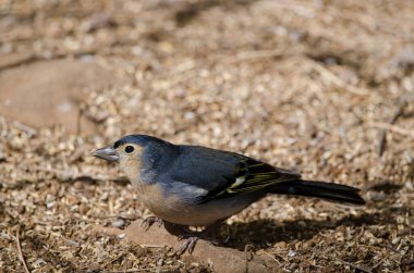 Fringilla coelebs canariensis in the ground.