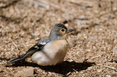 Fringilla coelebs canariensis in the ground.