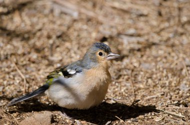 Fringilla coelebs canariensis in the ground.