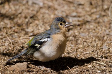 Fringilla coelebs canariensis in the ground.