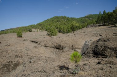 Kanarya Adası çamı kayalık zemin ve ormanı.