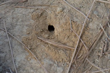 Nublo Kırsal Parkı 'nda yerde eşekarısı yuvası.