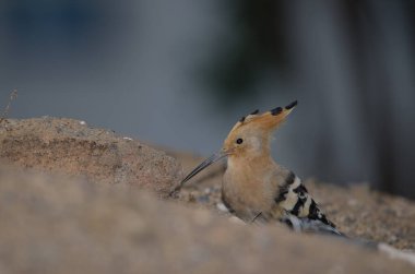 Las Palmas de Gran Canaria 'da Avrasya Hupoe Upupa' sı.