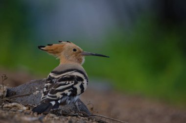 Las Palmas de Gran Canaria 'da Avrasya Hupoe Upupa' sı.