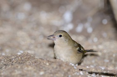 Fringilla coelebs canariensis eat.