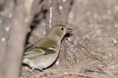 Fringilla coelebs canariensis eat.