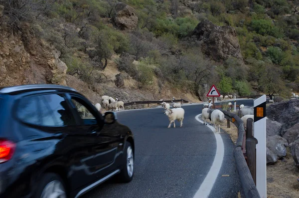 羊の群れ道路や車の待っている卵巣. — ストック写真