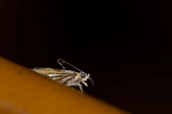 Moth na stole v domě. — Stock fotografie