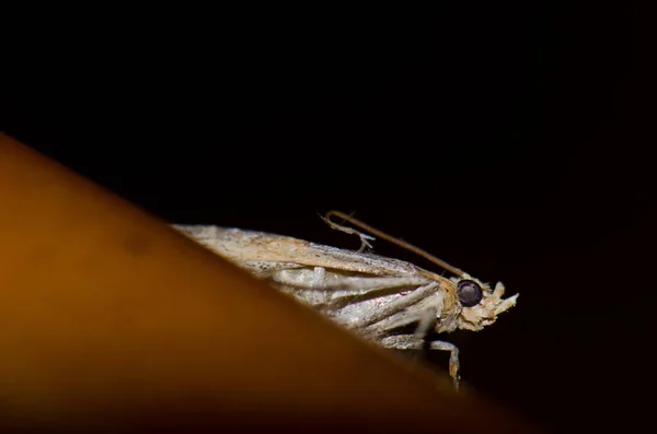 La polilla sobre la mesa de la casa. — Foto de Stock