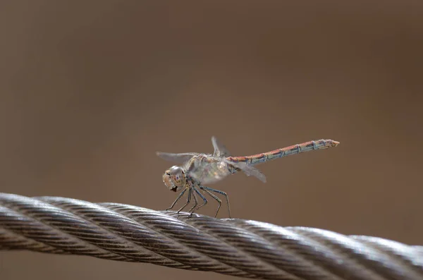 붉은 색 피부다서 (darter) 심포 (Sympetrum fonscolombii) 의 미숙 한 수컷. — 스톡 사진