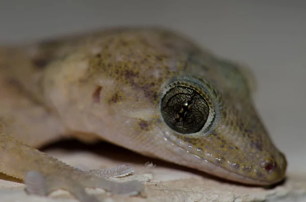 Head of a Boettgers wall gecko Tarentola boettgeri. — Stock Photo, Image