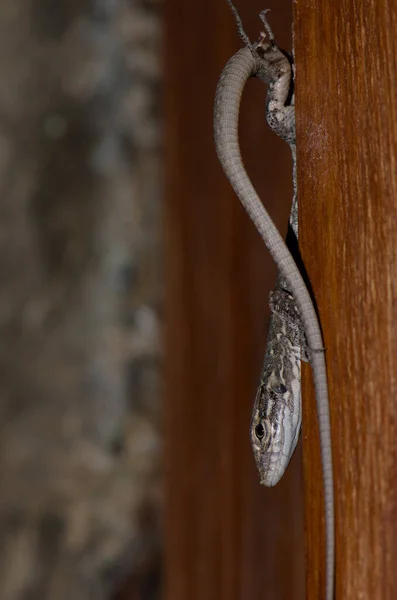 Juvenile Gran Canaria gigantyczna jaszczurka Gallotia stehlini. — Zdjęcie stockowe